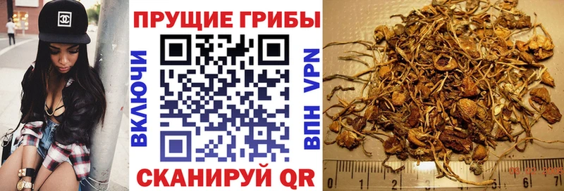 Купить где  Апрелевка  Псилоцибиновые грибы мицелий 